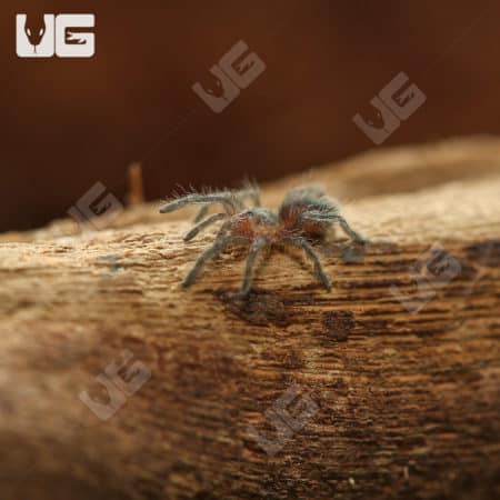 Argentine Dwarf Fire Rump Tarantula Sling (plesiopelma longisternale) For Sale - Underground Reptiles