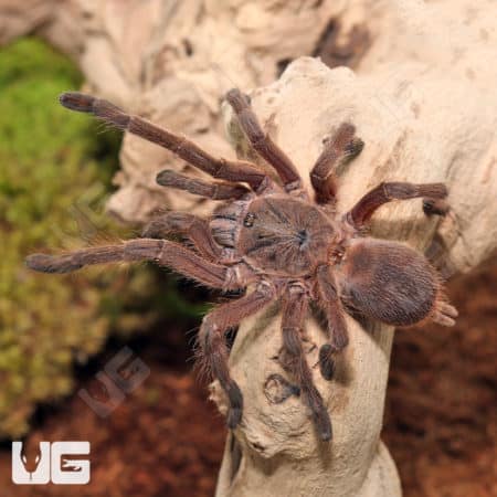 Asian Fawn Tarantula (Chilobrachys Huahini) for sale
