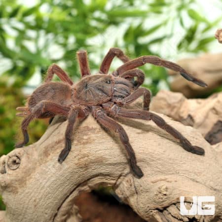 Asian Fawn Tarantula (Chilobrachys Huahini) for sale