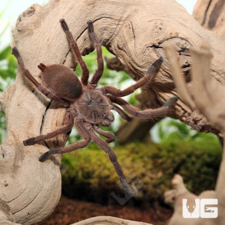 Asian Fawn Tarantula (Chilobrachys Huahini) for sale