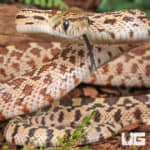 Baby Bull Snake for Sale - Underground Reptiles