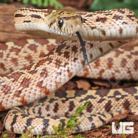 Baby Bull Snake for Sale - Underground Reptiles