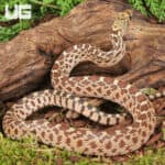 Baby Bull Snake for Sale - Underground Reptiles