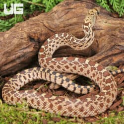 Baby Bull Snake for Sale - Underground Reptiles