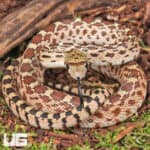 Baby Bull Snake for Sale - Underground Reptiles