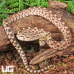 Baby Bull Snake for Sale - Underground Reptiles