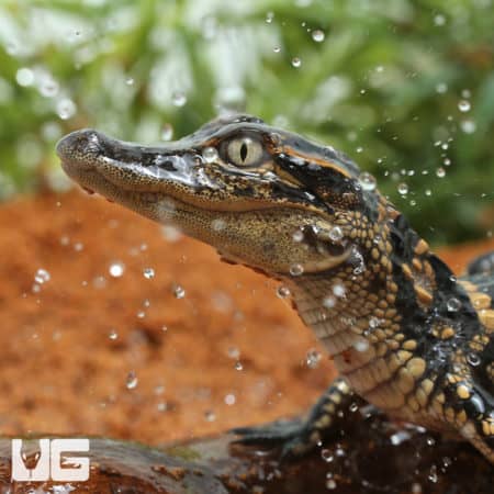 Baby American Alligators (Alligator mississippiensis) For Sale - Underground Reptiles