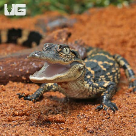 Baby American Alligators (Alligator mississippiensis) For Sale - Underground Reptiles