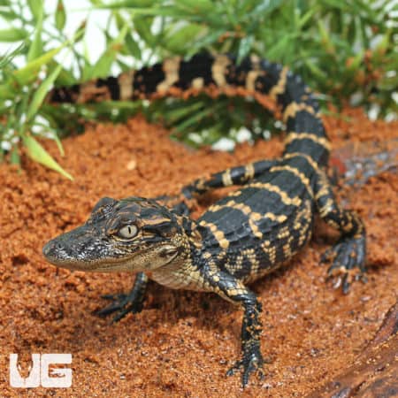 Baby American Alligators (Alligator mississippiensis) For Sale - Underground Reptiles