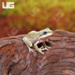 Baby Blue Eyed Super Snowflake Australian Blue Dumpy Tree Frog (Litoria caerulea) - Underground Reptiles