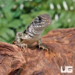 Baby Butterfly Agama (Leiolepis guttata) for sale