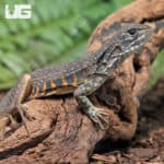 Baby Butterfly Agama (Leiolepis guttata) for sale