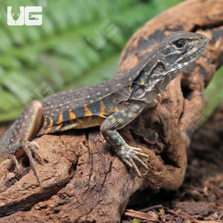 Baby Butterfly Agama (Leiolepis guttata) for sale