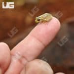 Cuban Tree Frogs (Osteopilus septentrionalis) for sale