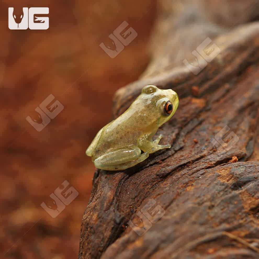 Cuban Tree Frogs For Sale Underground Reptiles