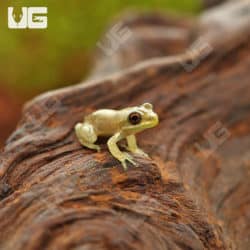 Cuban Tree Frogs (Osteopilus septentrionalis) for sale