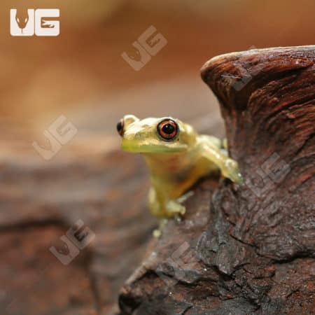 Cuban Tree Frogs (Osteopilus septentrionalis) for sale