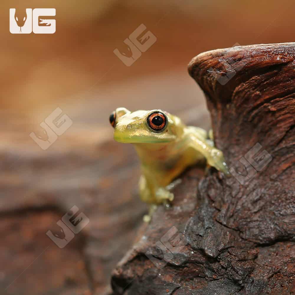 Cute Baby Tree Frogs 