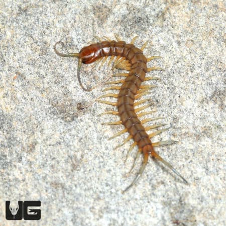 Baby Florida Keys Giant Centipede ((Scolopendra longipes) for sale