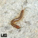 Baby Florida Keys Giant Centipede ((Scolopendra longipes) for sale