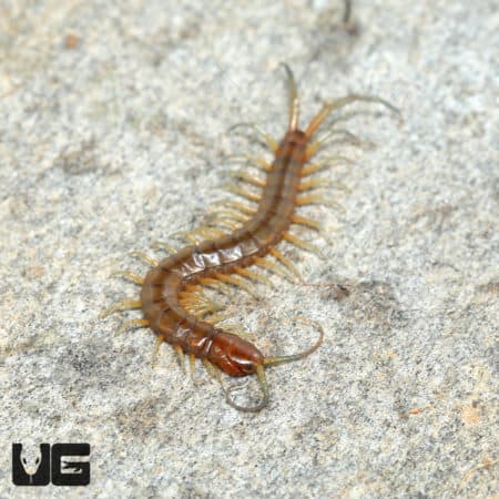 Baby Florida Keys Giant Centipede ((Scolopendra longipes) for sale