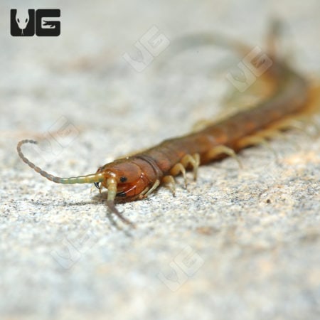 Baby Florida Keys Giant Centipede ((Scolopendra longipes) for sale