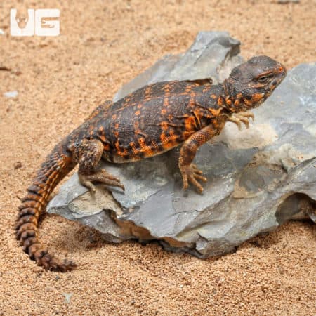 Baby Red Uromastyx (Uromastyx geyri) for sale
