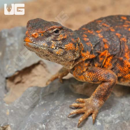 Baby Red Uromastyx (Uromastyx geyri) for sale