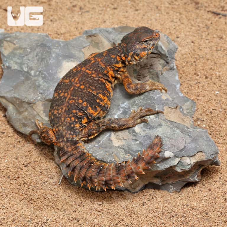 Uromastyx For Sale - Underground Reptiles