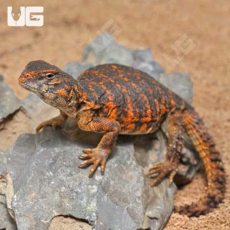 Baby Red Uromastyx (Uromastyx geyri) for sale