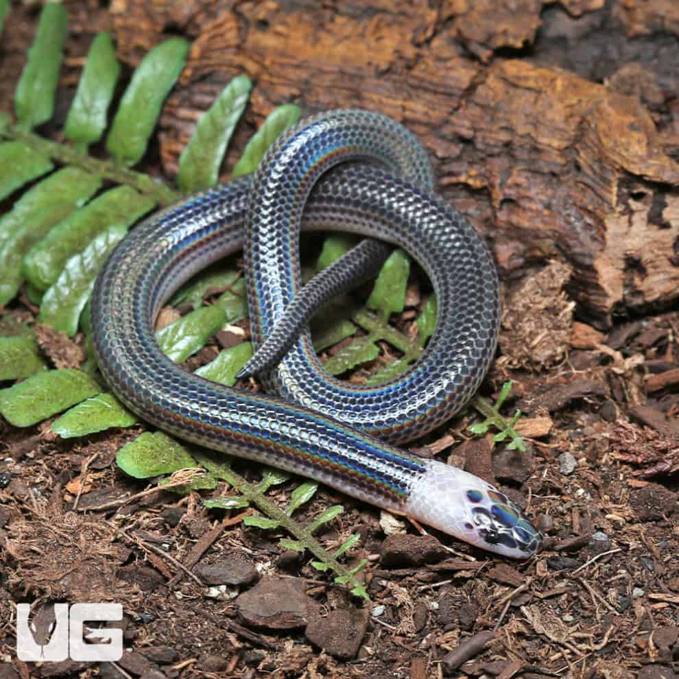 Sunbeam Snakes For Sale Underground Reptiles