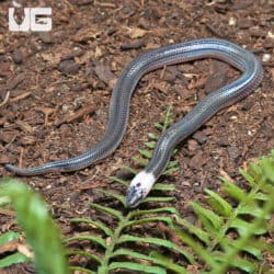 Baby Sunbeam Snakes (Xenopeltis unicolor) for sale