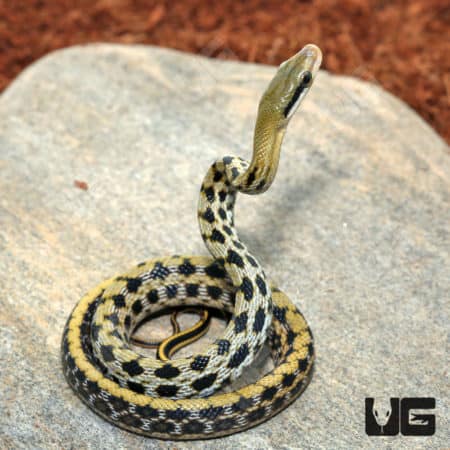 Baby Taiwan Beauty Ratsnake (Orthriophis taeniurus) for sale