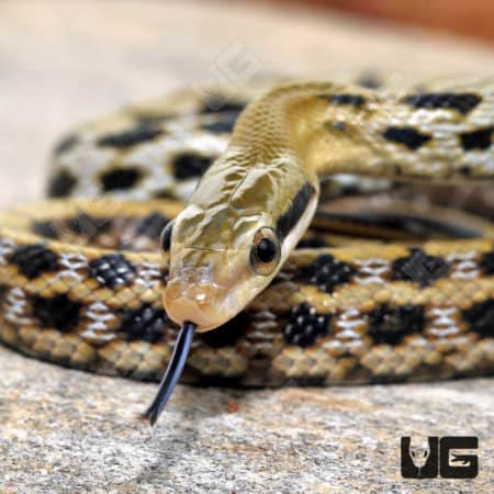 Baby Taiwan Beauty Ratsnake (Orthriophis taeniurus) for sale