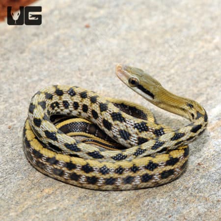 Baby Taiwan Beauty Ratsnake (Orthriophis taeniurus) for sale