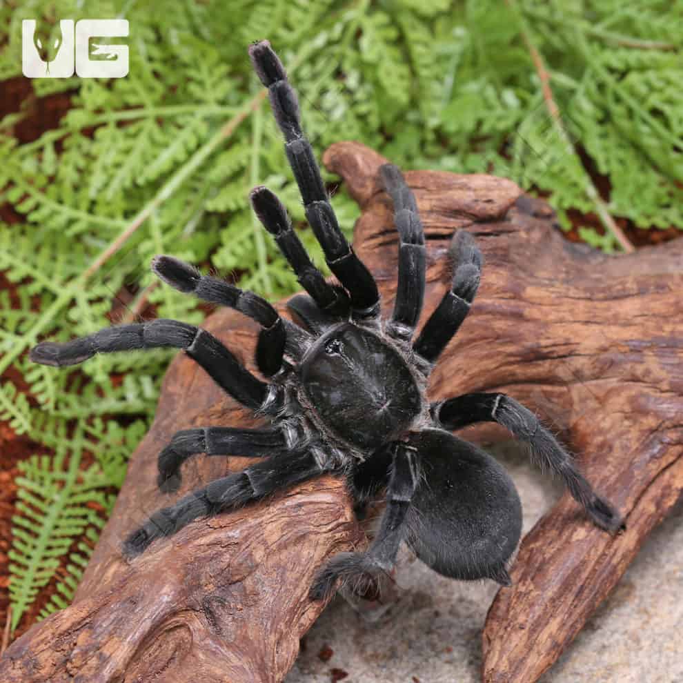 Big Black Earth tiger Tarantula For Sale Underground Reptiles