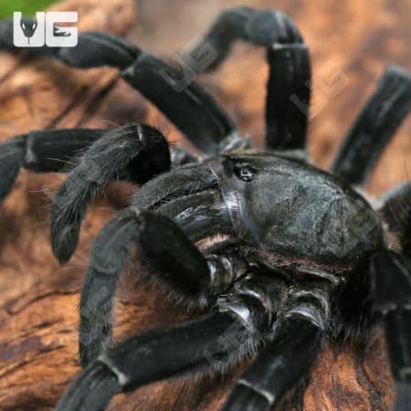 Big Black Earth tiger Tarantulas (Cyriopagopus sp big black) for sale