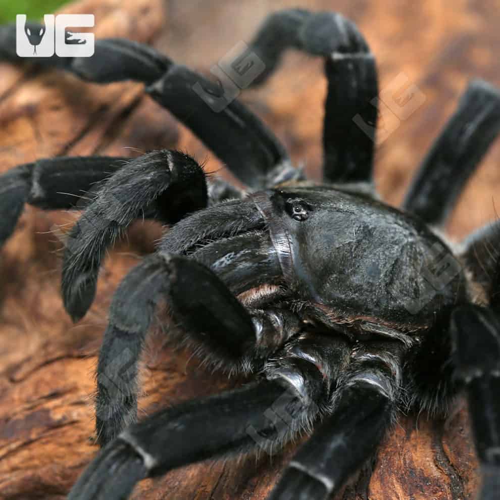 Big Black Earth tiger Tarantula For Sale Underground Reptiles