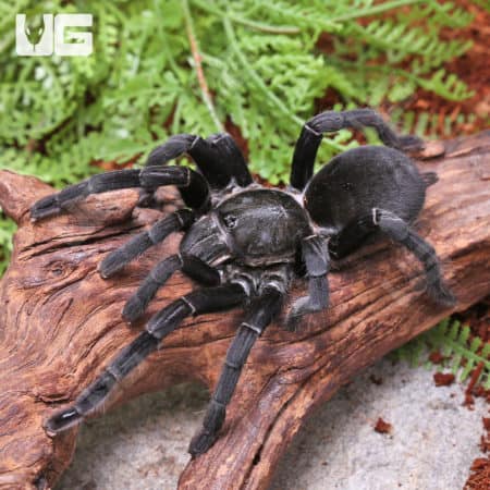 Big Black Earth tiger Tarantulas (Cyriopagopus sp big black) for sale