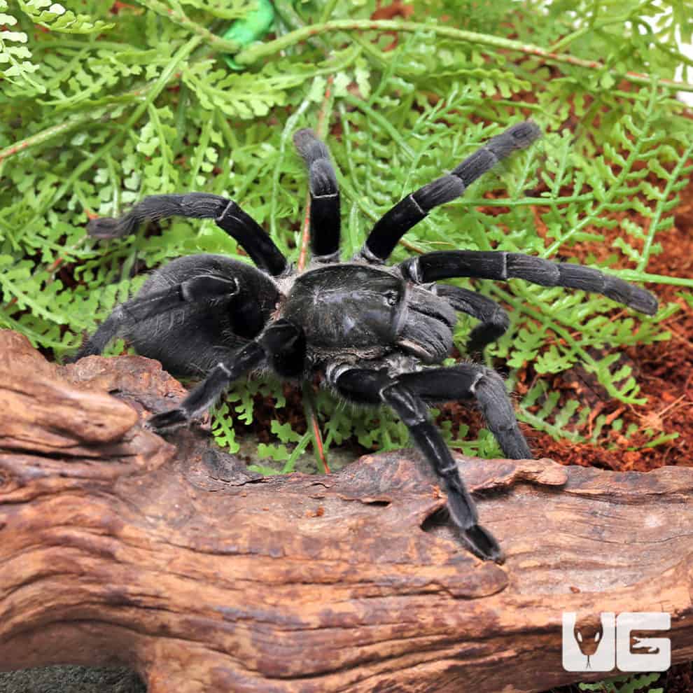 Big Black Earth tiger Tarantula For Sale Underground Reptiles