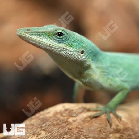 Axanthic Blue Anole (Anolis carolinensis) For Sale - Underground Reptiles