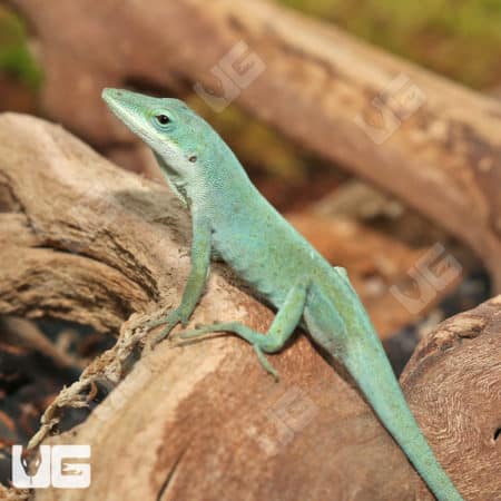 Axanthic Blue Anole (Anolis carolinensis) For Sale - Underground Reptiles