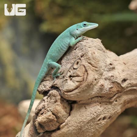Axanthic Blue Anole (Anolis carolinensis) For Sale - Underground Reptiles