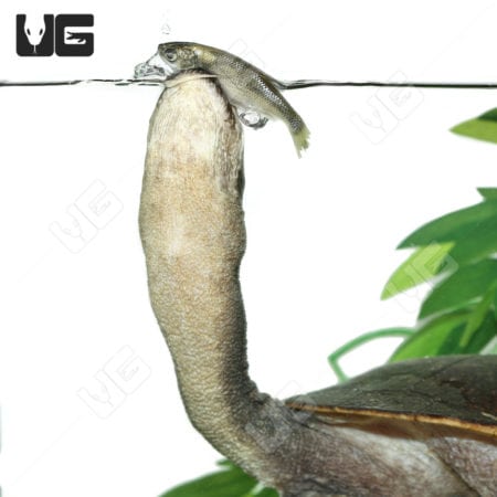 Northern Snake Neck Turtle (Chelodina Rugosa) for sale