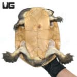 Northern Snake Neck Turtle (Chelodina Rugosa) For Sale - Underground Reptiles