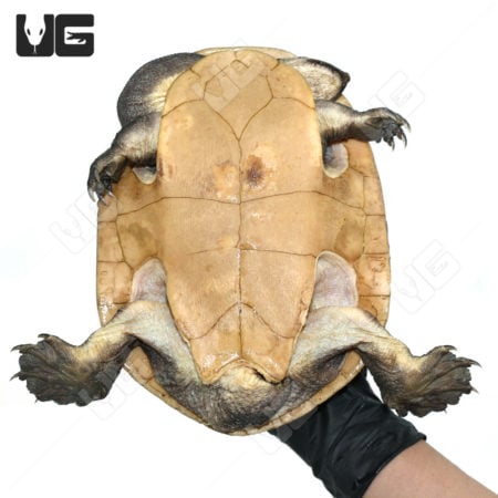 Northern Snake Neck Turtle (Chelodina Rugosa) For Sale - Underground Reptiles
