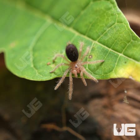 Baby Chaco Golden Knee Tarantulas (Grammostola pulchripes) For Sale - Underground Reptiles