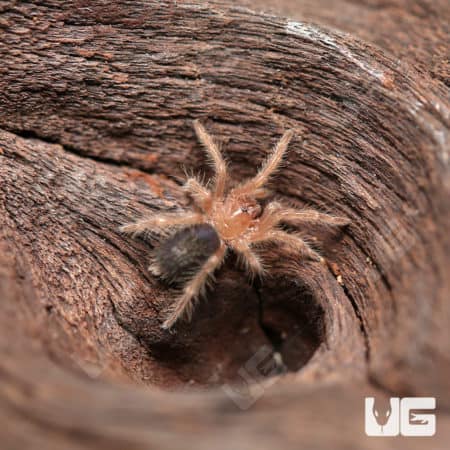 Baby Chaco Golden Knee Tarantulas (Grammostola pulchripes) For Sale - Underground Reptiles
