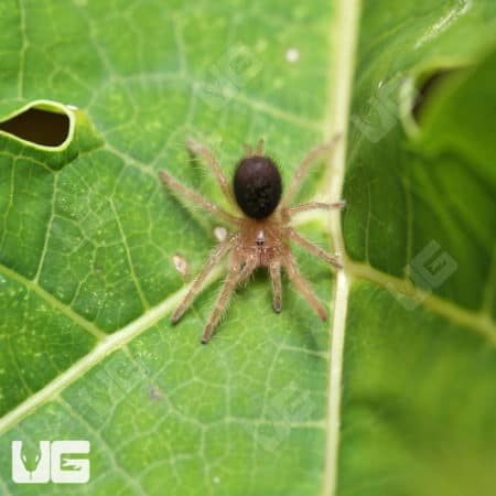 Baby Chaco Golden Knee Tarantulas (Grammostola pulchripes) For Sale - Underground Reptiles