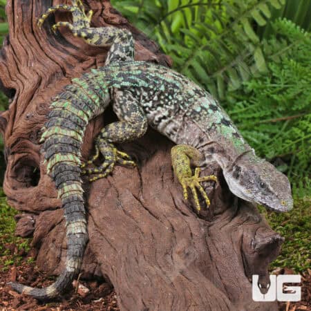Clubtail Iguanas For Sale - Underground Reptiles
